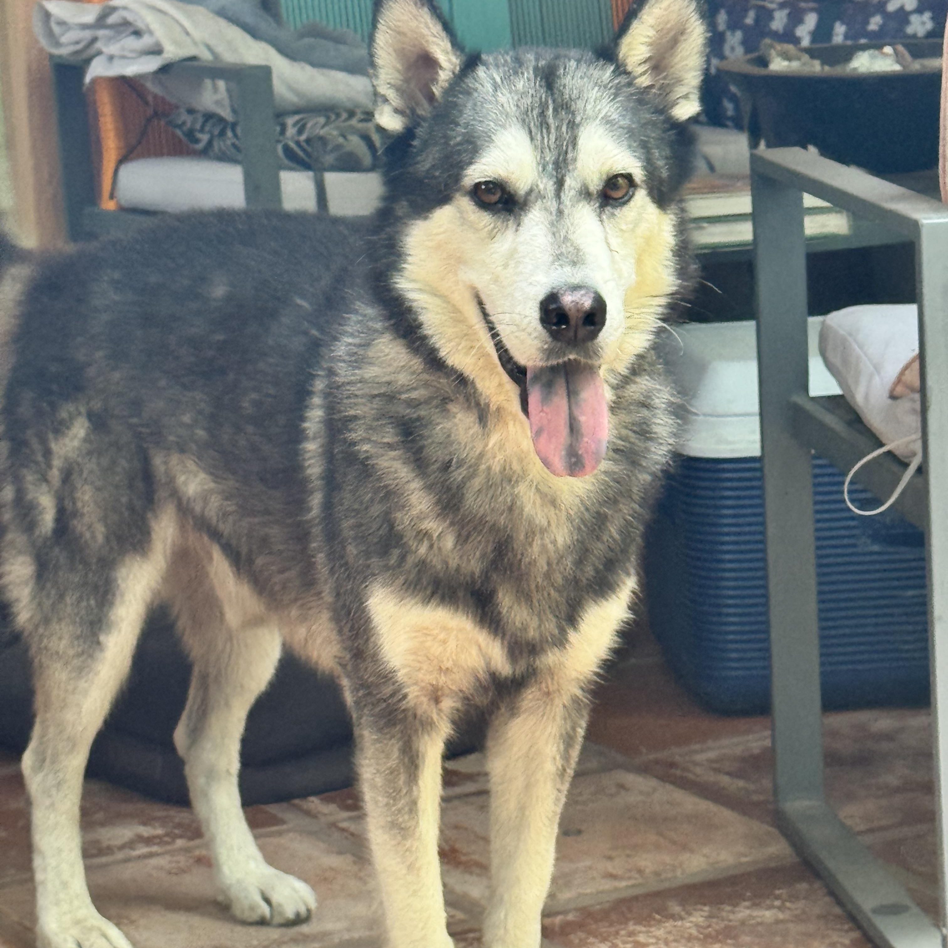 Enlarge Juneau, a ADOPTABLE Husky in Strathmore, AB image 2/6