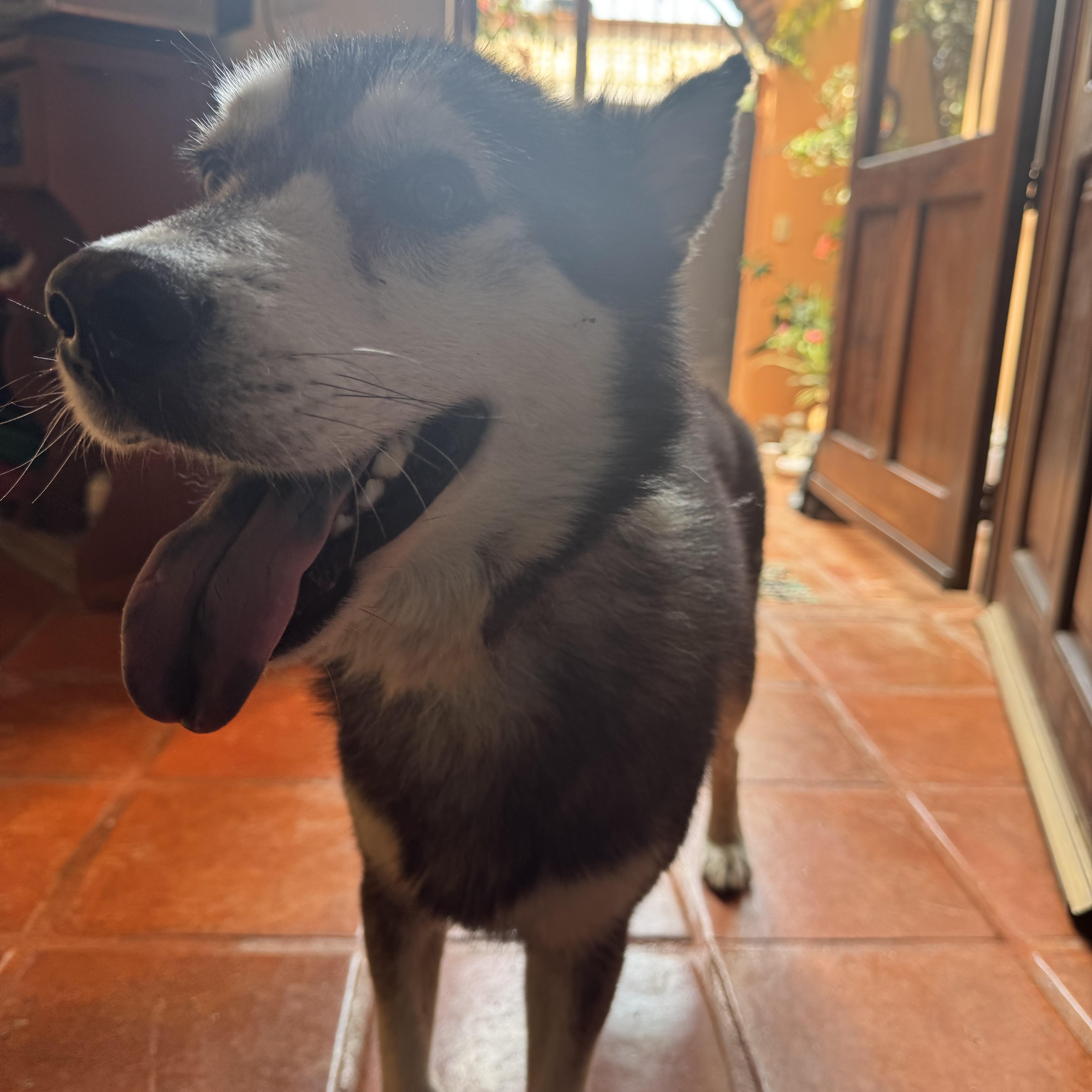 Enlarge Juneau, a ADOPTABLE Husky in Strathmore, AB image 5/6