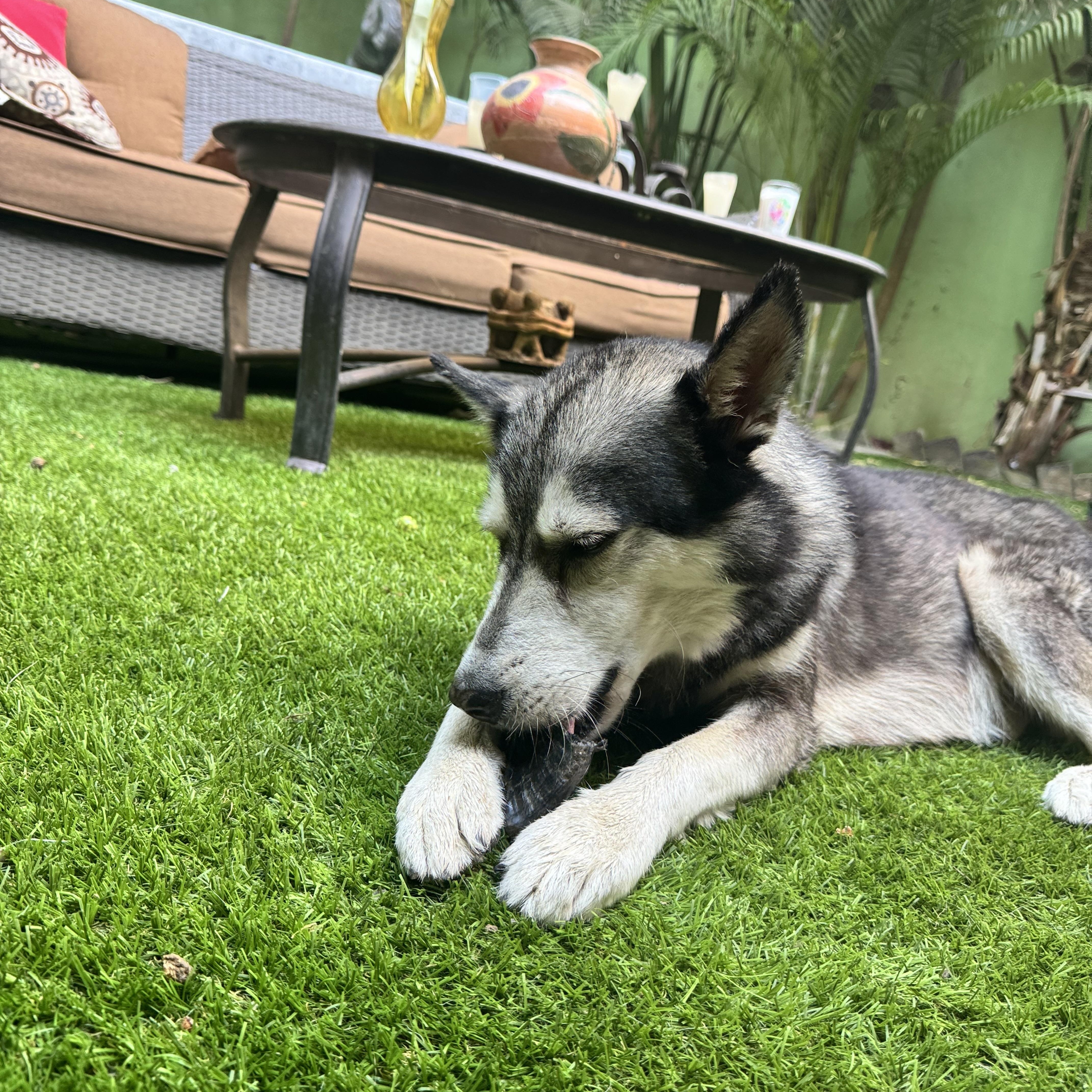 Enlarge Juneau, a ADOPTABLE Husky in Strathmore, AB image 3/6