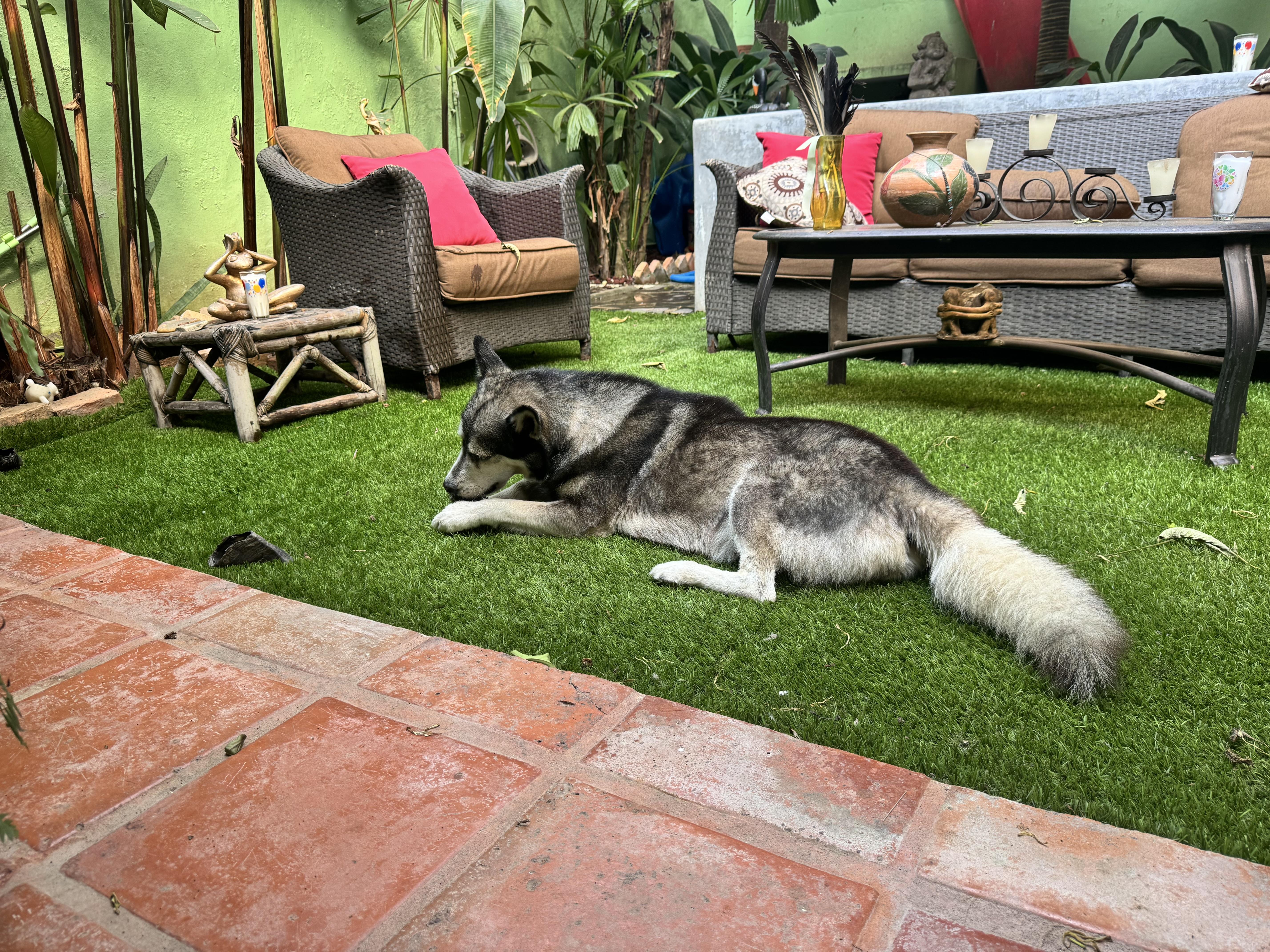 Enlarge Juneau, a ADOPTABLE Husky in Strathmore, AB image 6/6