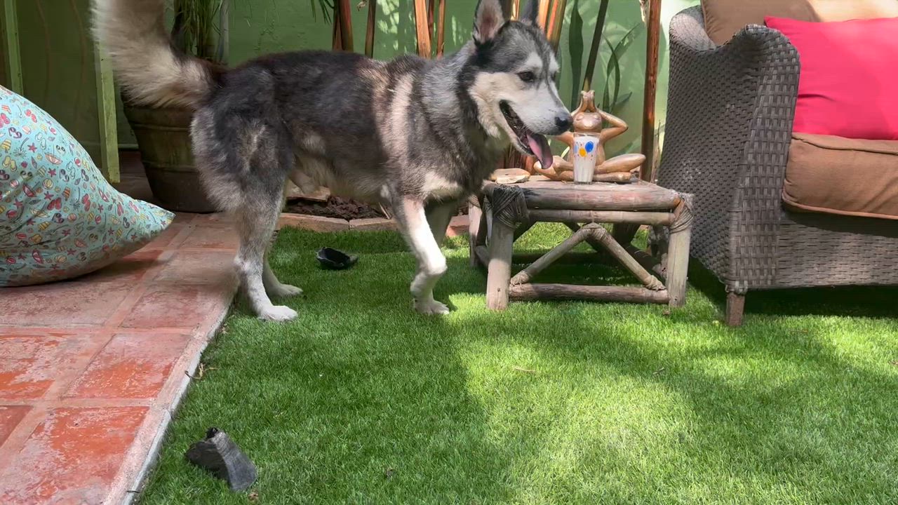 Enlarge Juneau, a ADOPTABLE Husky in Strathmore, AB video 4/6