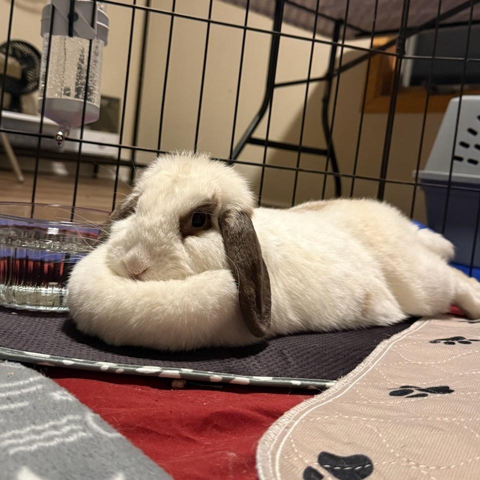 Abba--In Foster, a Adoptable Holland Lop in Fargo, ND image 1/4