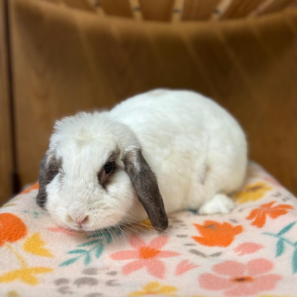 Abba--In Foster, a Adoptable Holland Lop in Fargo, ND image 2/4