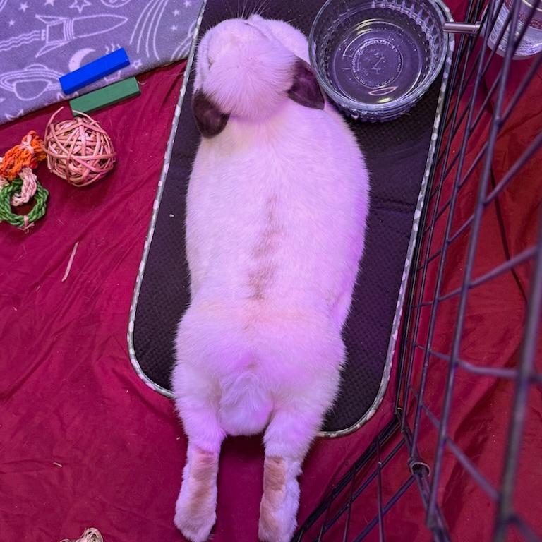 Abba--In Foster, a Adoptable Holland Lop in Fargo, ND image 3/4