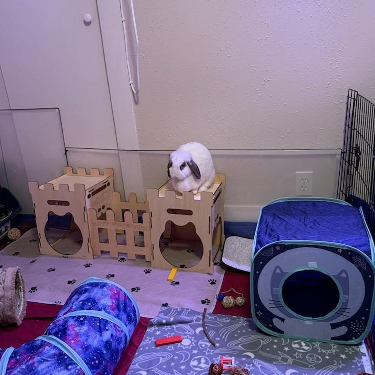 Abba--In Foster, a Adoptable Holland Lop in Fargo, ND image 4/4