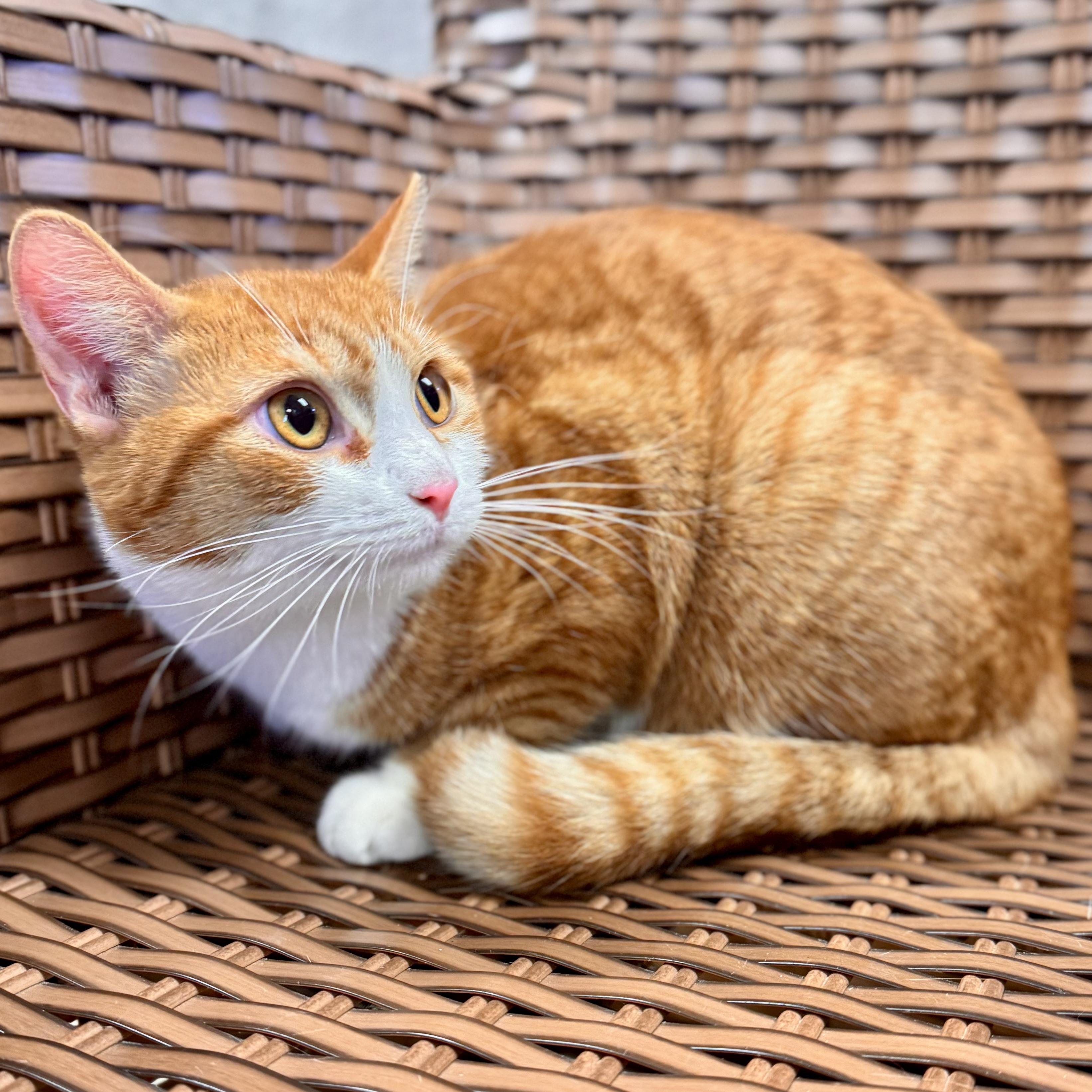 Enlarge Tyto, an adopted Domestic Short Hair in Midland, MI image 2/4