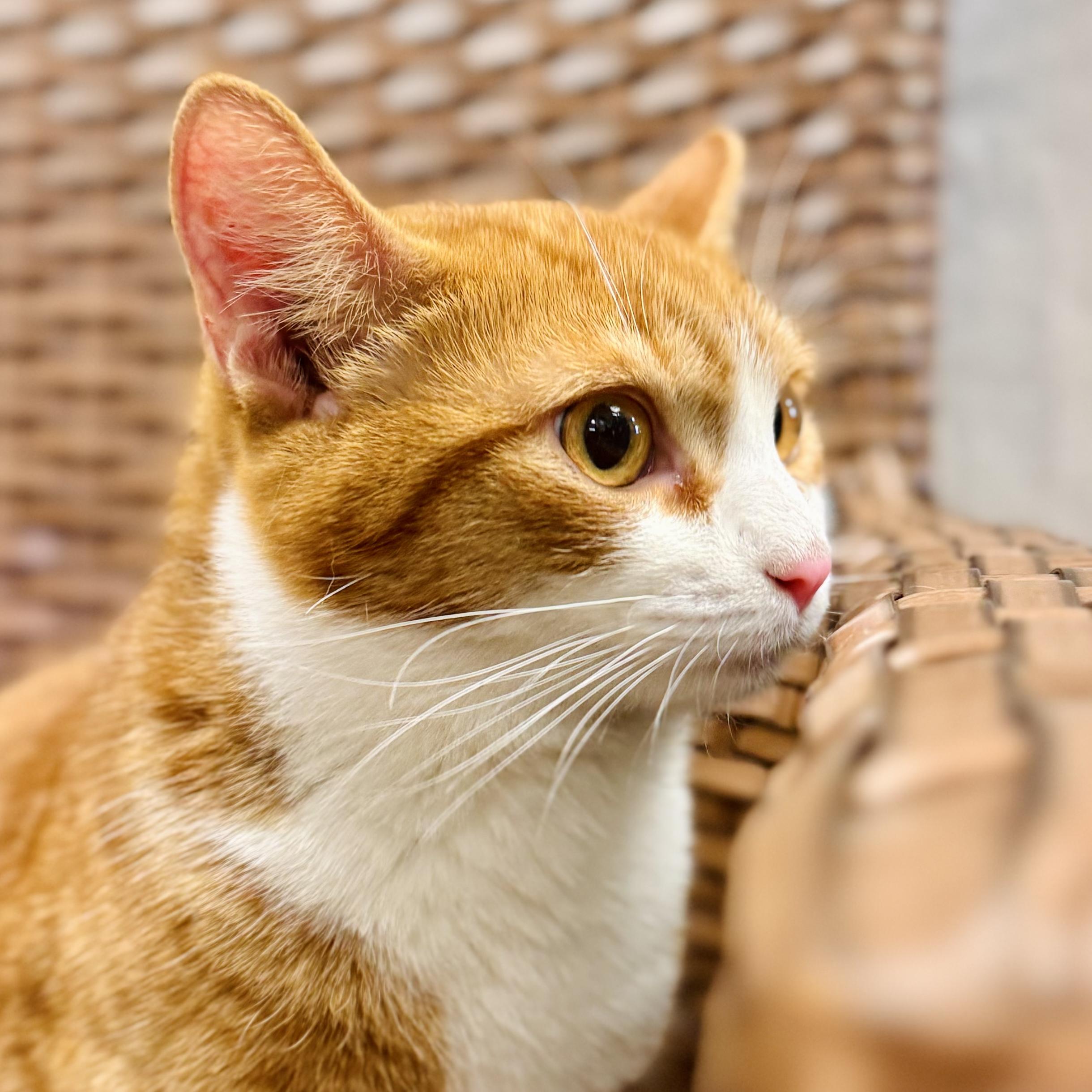 Enlarge Tyto, an adopted Domestic Short Hair in Midland, MI image 1/4