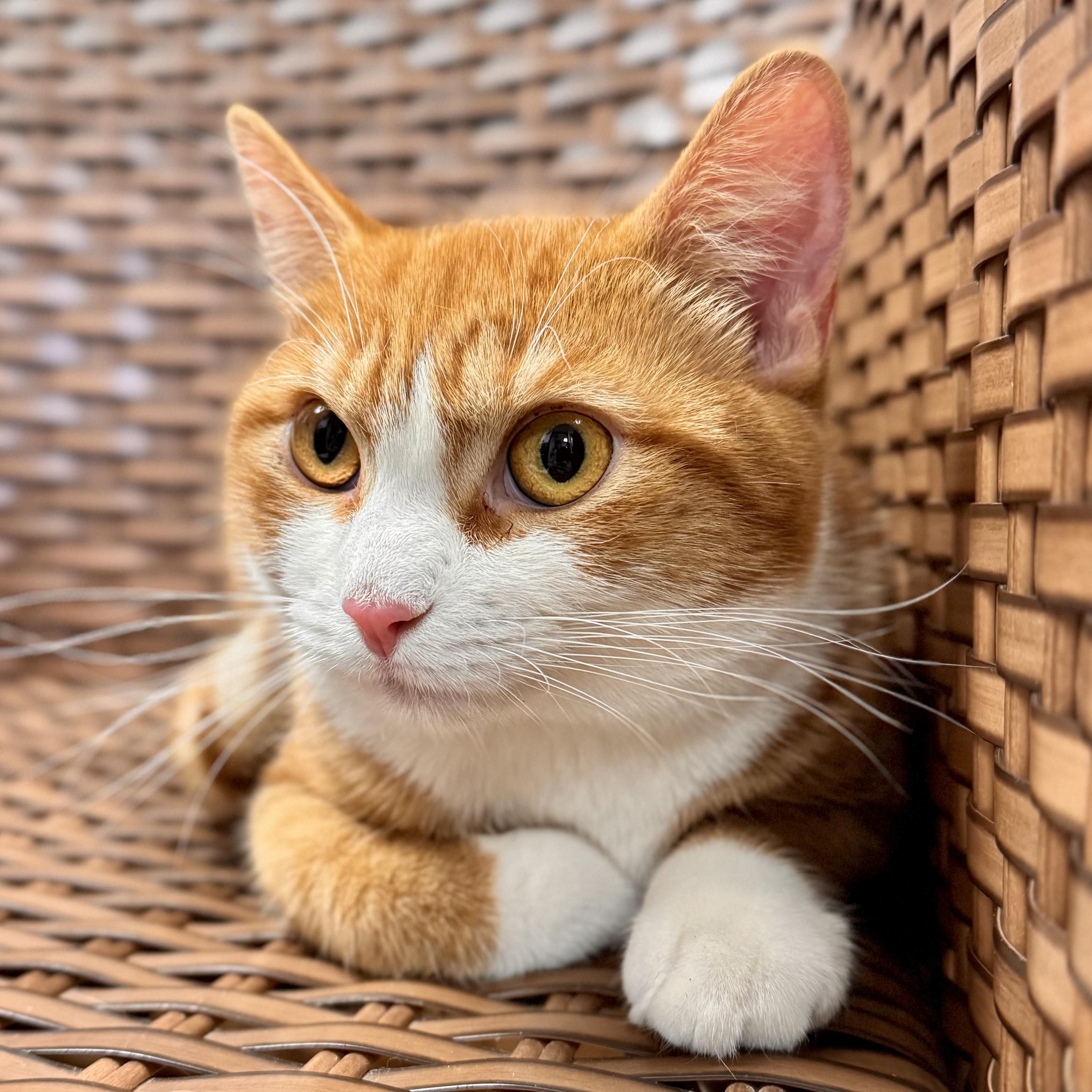 Enlarge Tyto, an adopted Domestic Short Hair in Midland, MI image 4/4