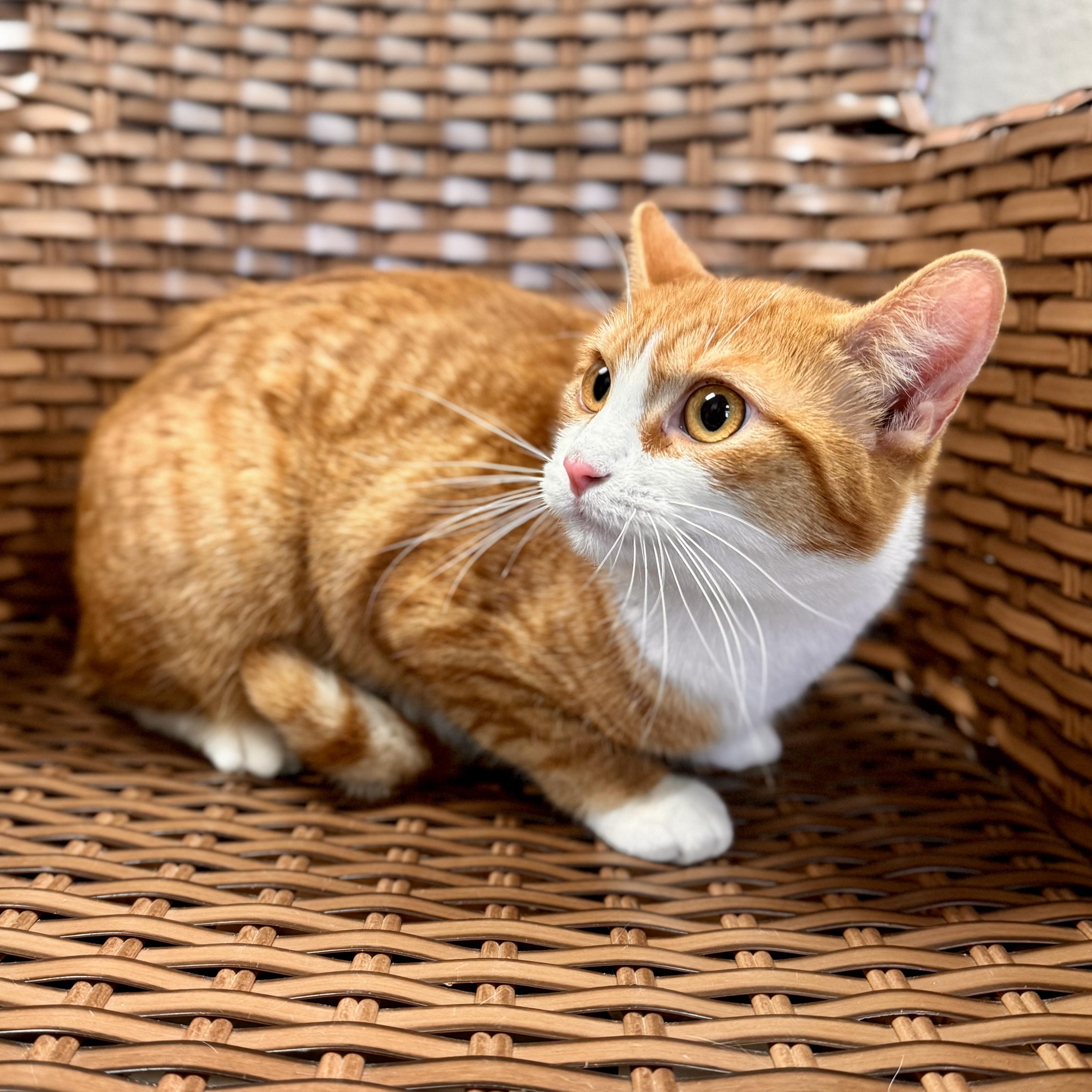 Enlarge Tyto, an adopted Domestic Short Hair in Midland, MI image 3/4