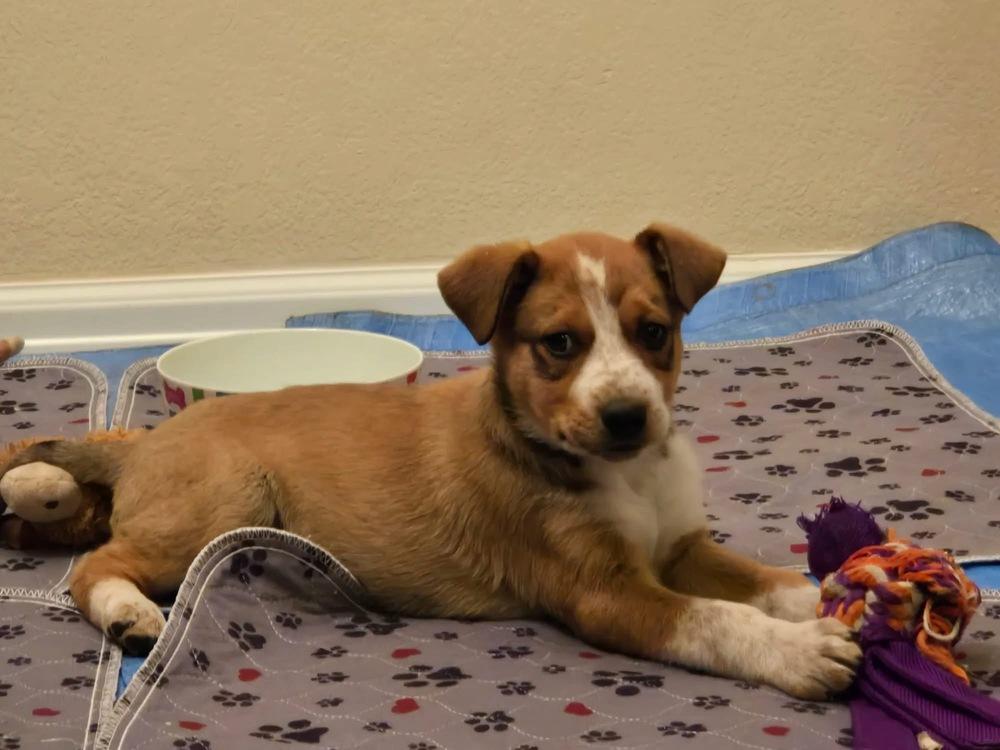 Enlarge Bowie, a Adoptable Australian Cattle Dog / Blue Heeler in Colorado Springs, CO image 1/1
