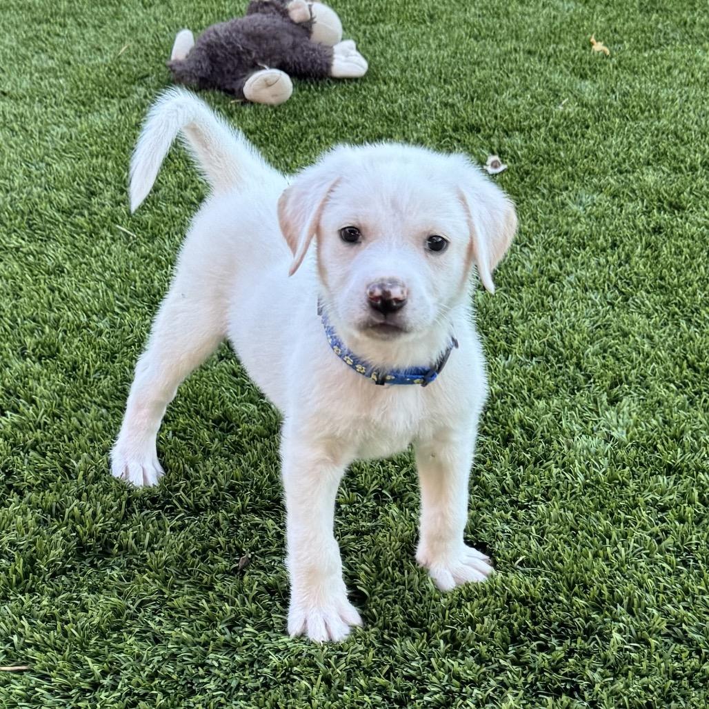 Zeus, Adoptable, Puppy Male Great Pyrenees.