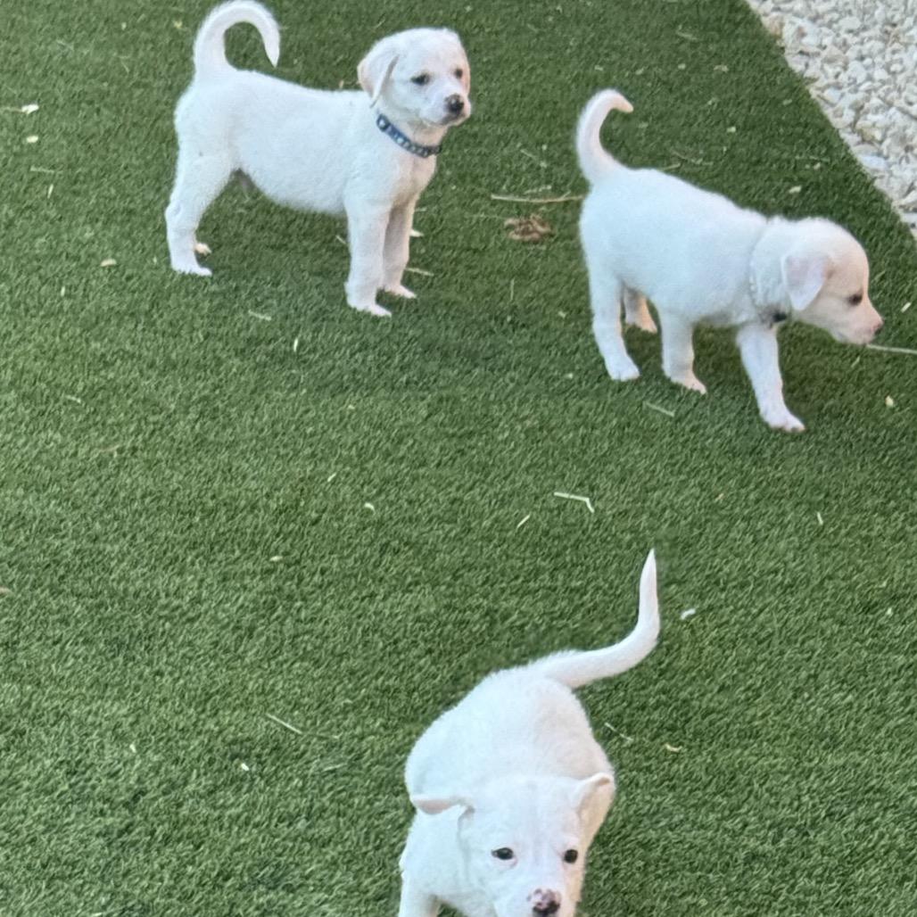 Enlarge Zeus, a Adoptable Great Pyrenees in San Antonio, TX image 2/2
