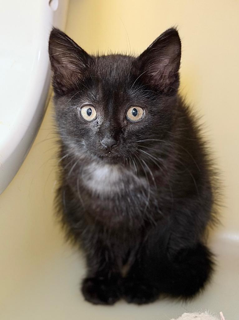 Enlarge Sharpay, a Adoptable mixed breed in Menomonie, WI image 1/1