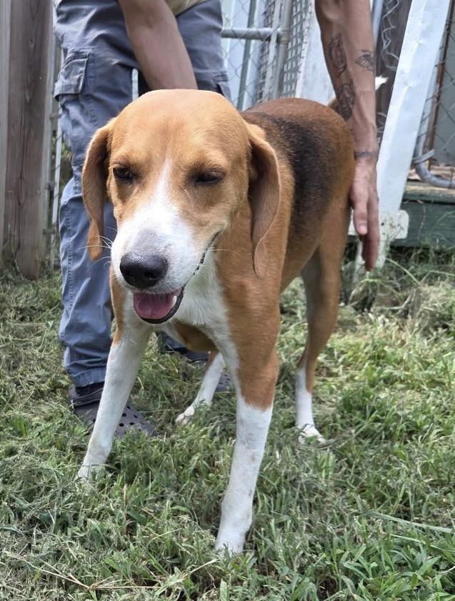 Nash, Adoptable, Adult Male Hound.