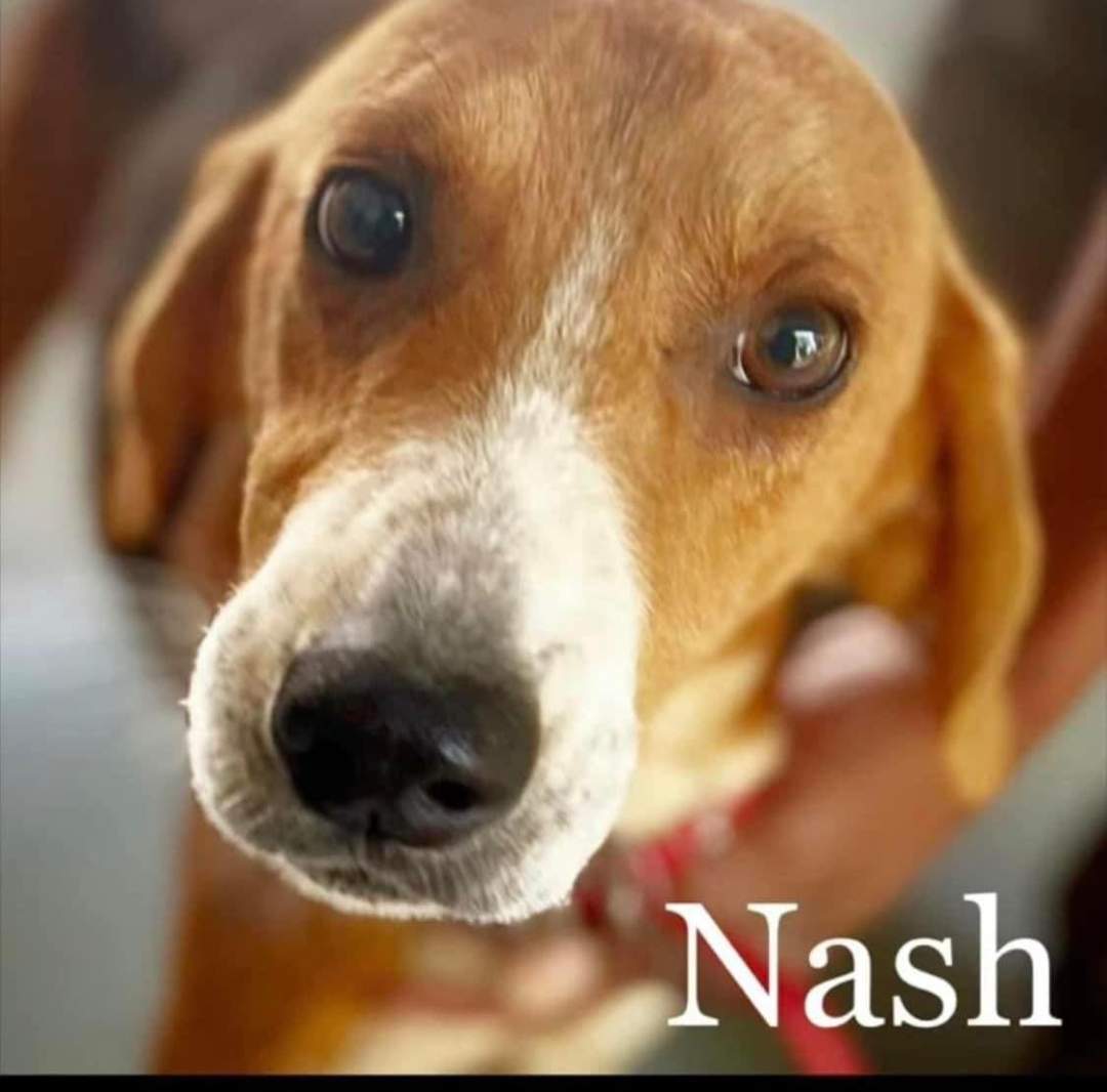 Nash