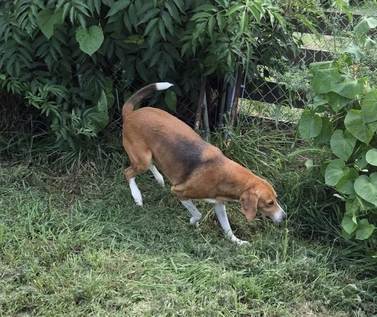Enlarge Nash, a Adoptable mixed breed in Clarksville, VA image 2/3