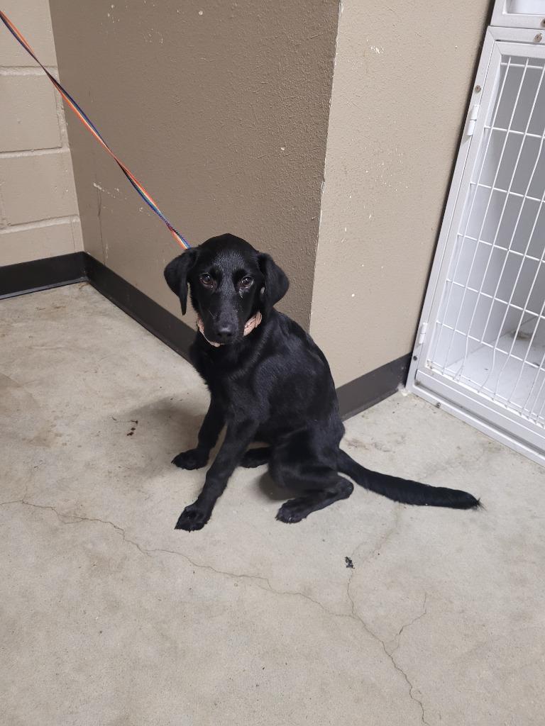 Enlarge Pebbles, a Adoptable Labrador Retriever in Huntsville, TX image 1/1
