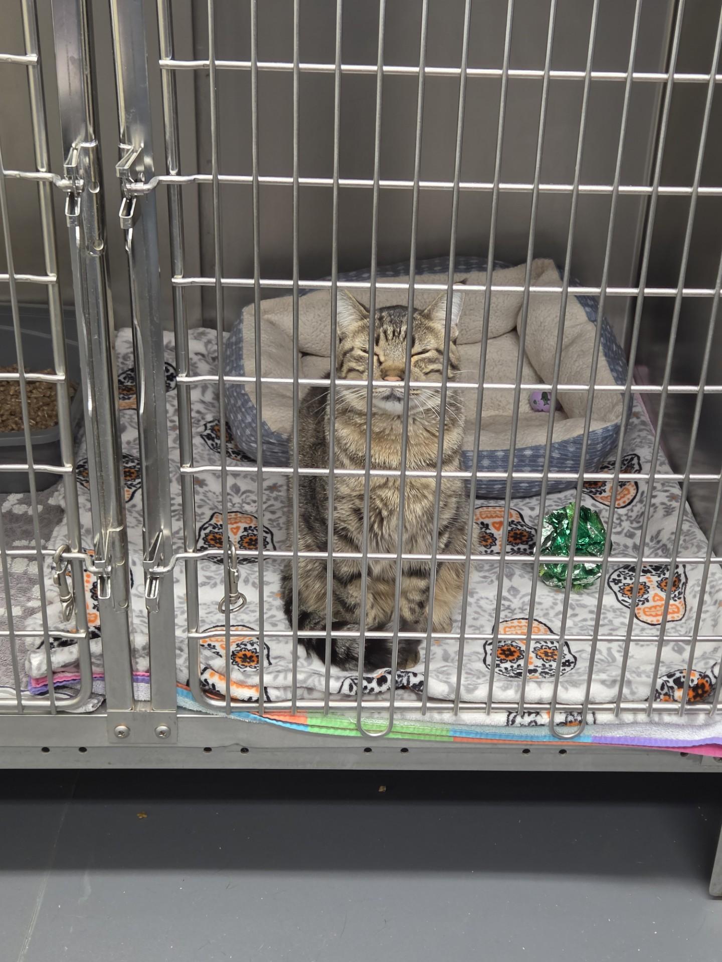 Enlarge Big Mac, a Adoptable Domestic Short Hair in East Providence, RI image 2/3