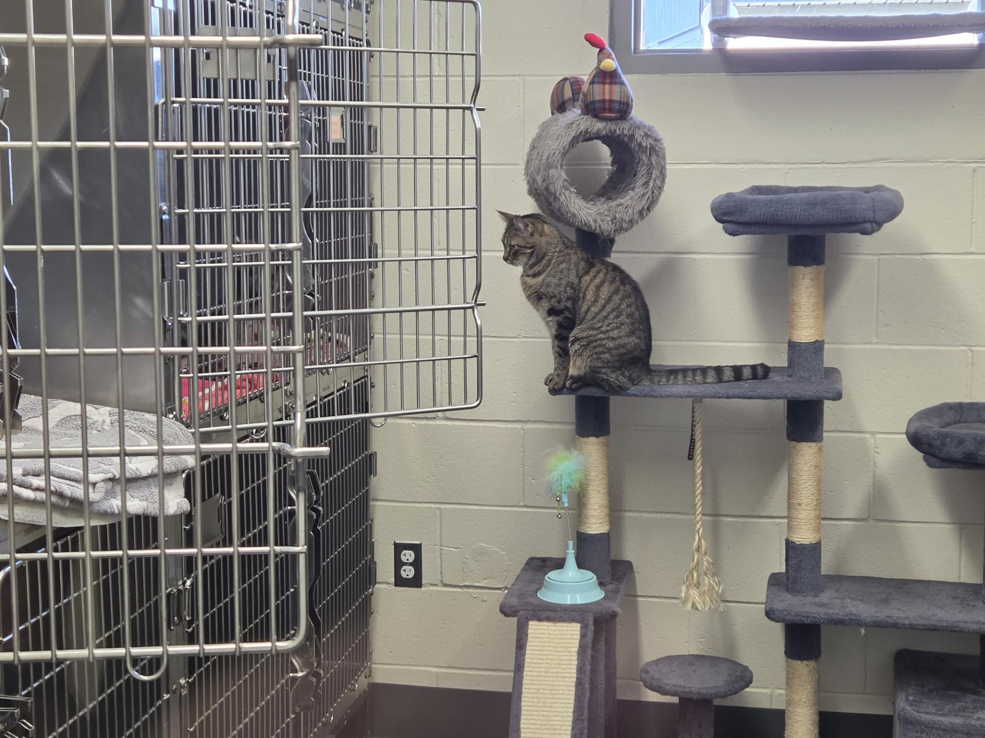 Enlarge Big Mac, a Adoptable Domestic Short Hair in East Providence, RI image 3/3