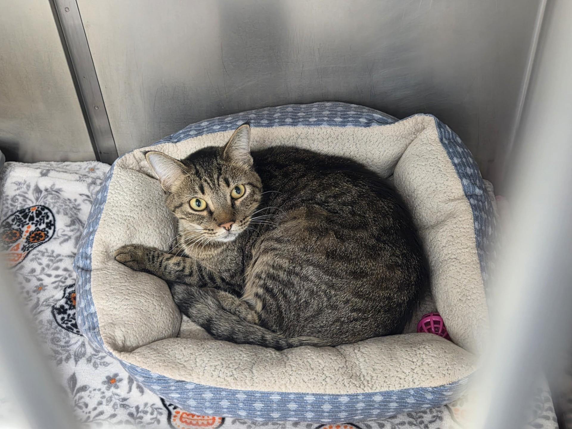 Enlarge Big Mac, a Adoptable Domestic Short Hair in East Providence, RI image 1/3