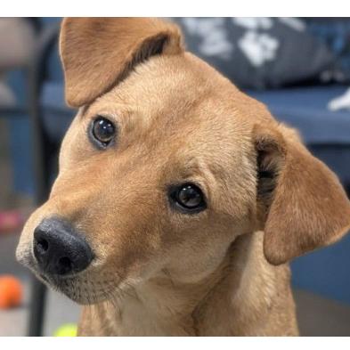 Louise *Coming Soon*, Adoptable, Young Female Mixed Breed.