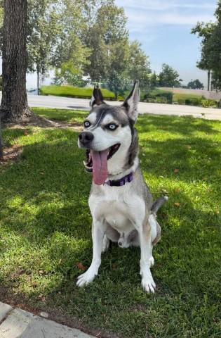 SLY, Adoptable, Adult Male Siberian Husky & Mixed Breed.