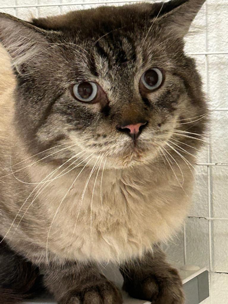 Alladin, Adopted, Adult Male Domestic Short Hair.