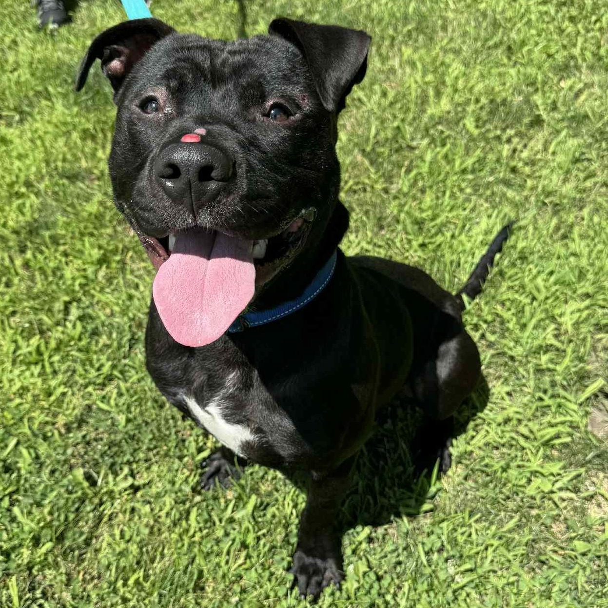 Miller, a Adoptable mixed breed in Waterloo, IA image 2/4