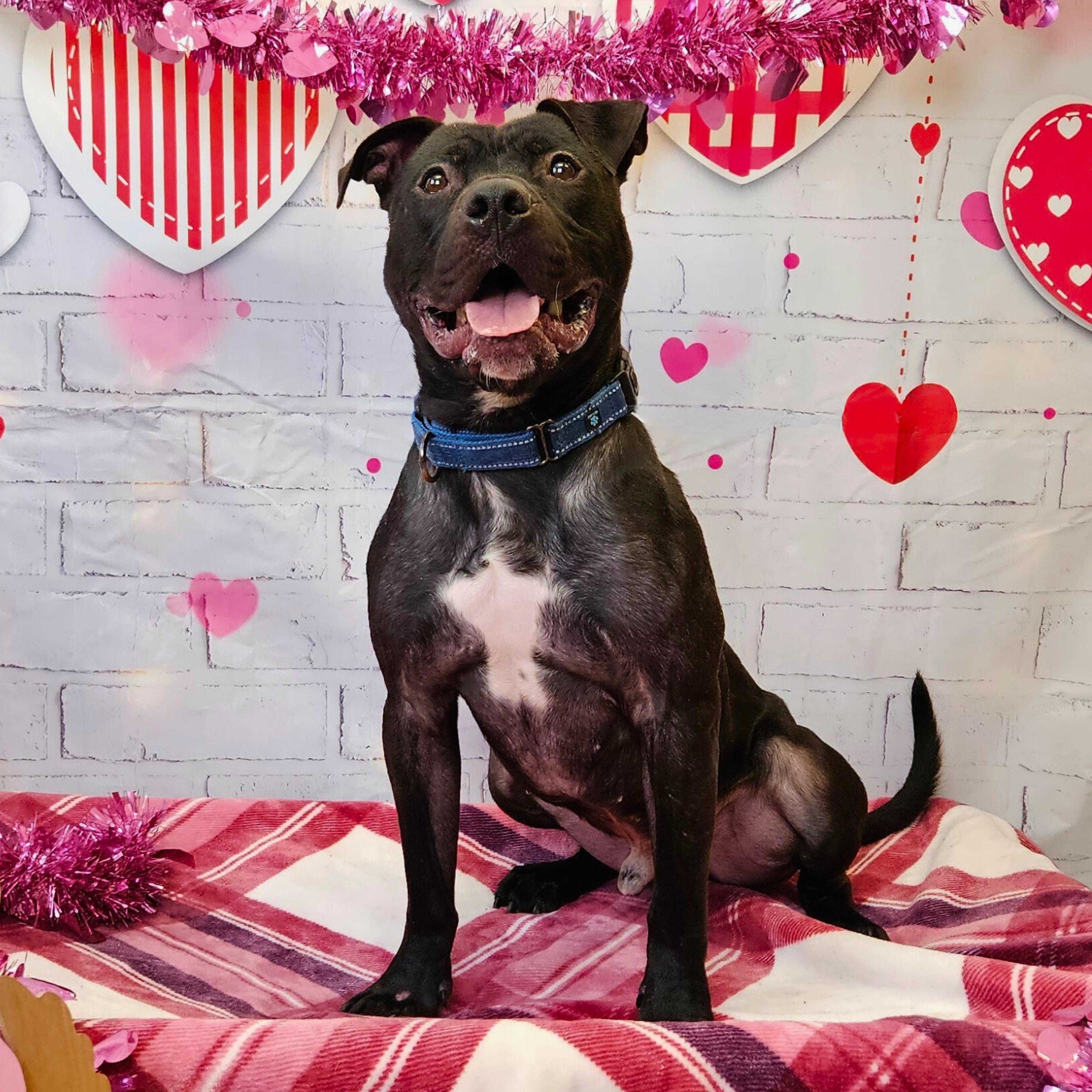 Enlarge Miller, an adoptable mixed breed in Waterloo, IA image 1/6