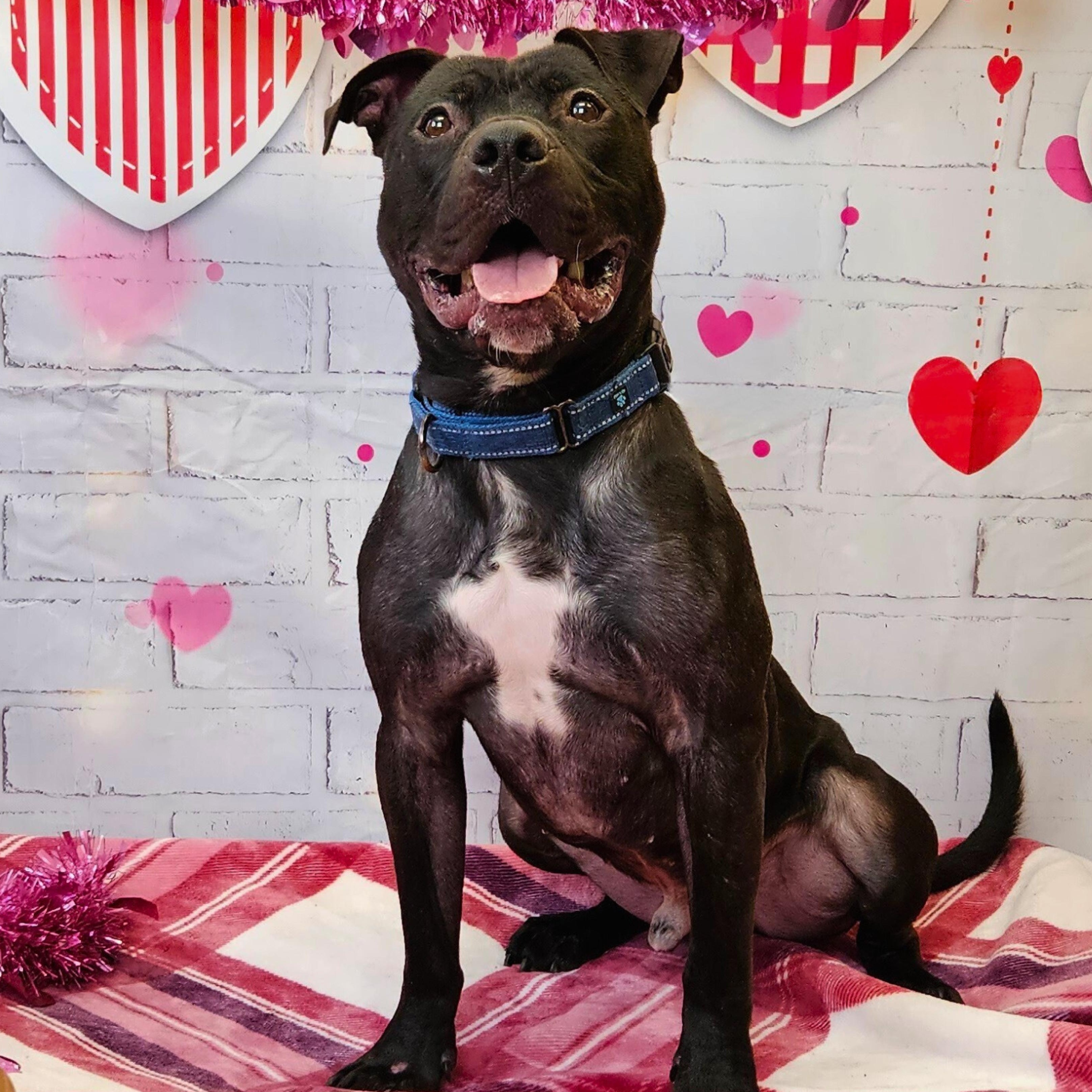 Miller, an adoptable mixed breed in Waterloo, IA image 4/6