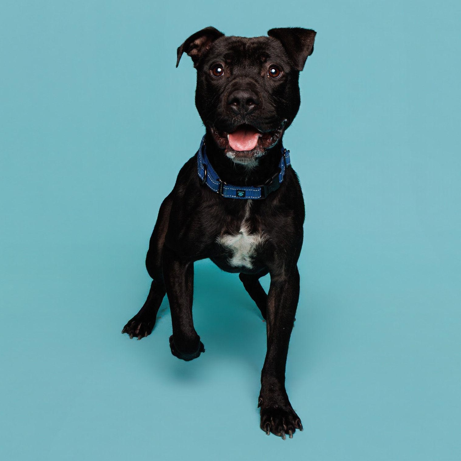 Miller, an adoptable mixed breed in Waterloo, IA image 1/6