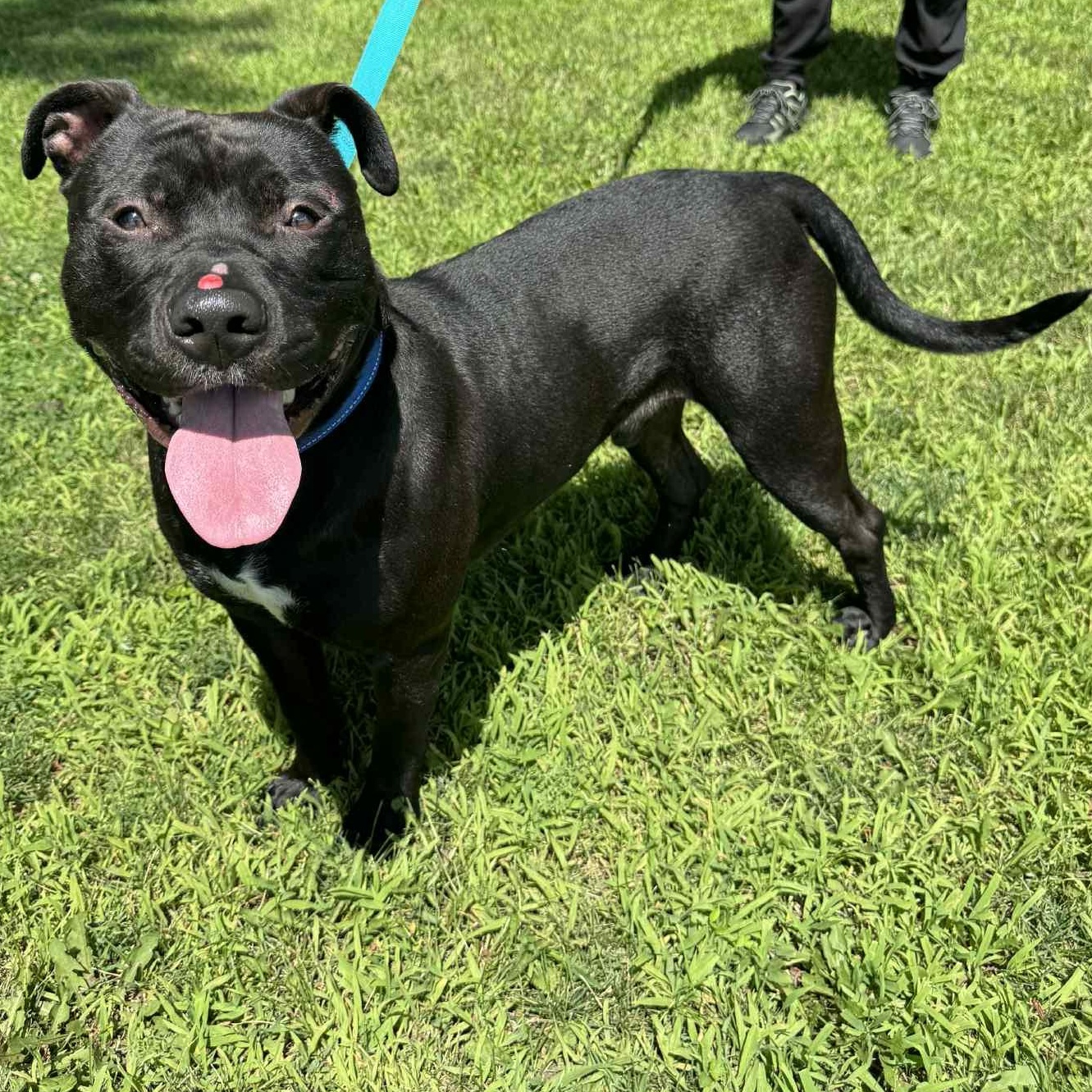 Miller, a Adoptable mixed breed in Waterloo, IA image 4/4