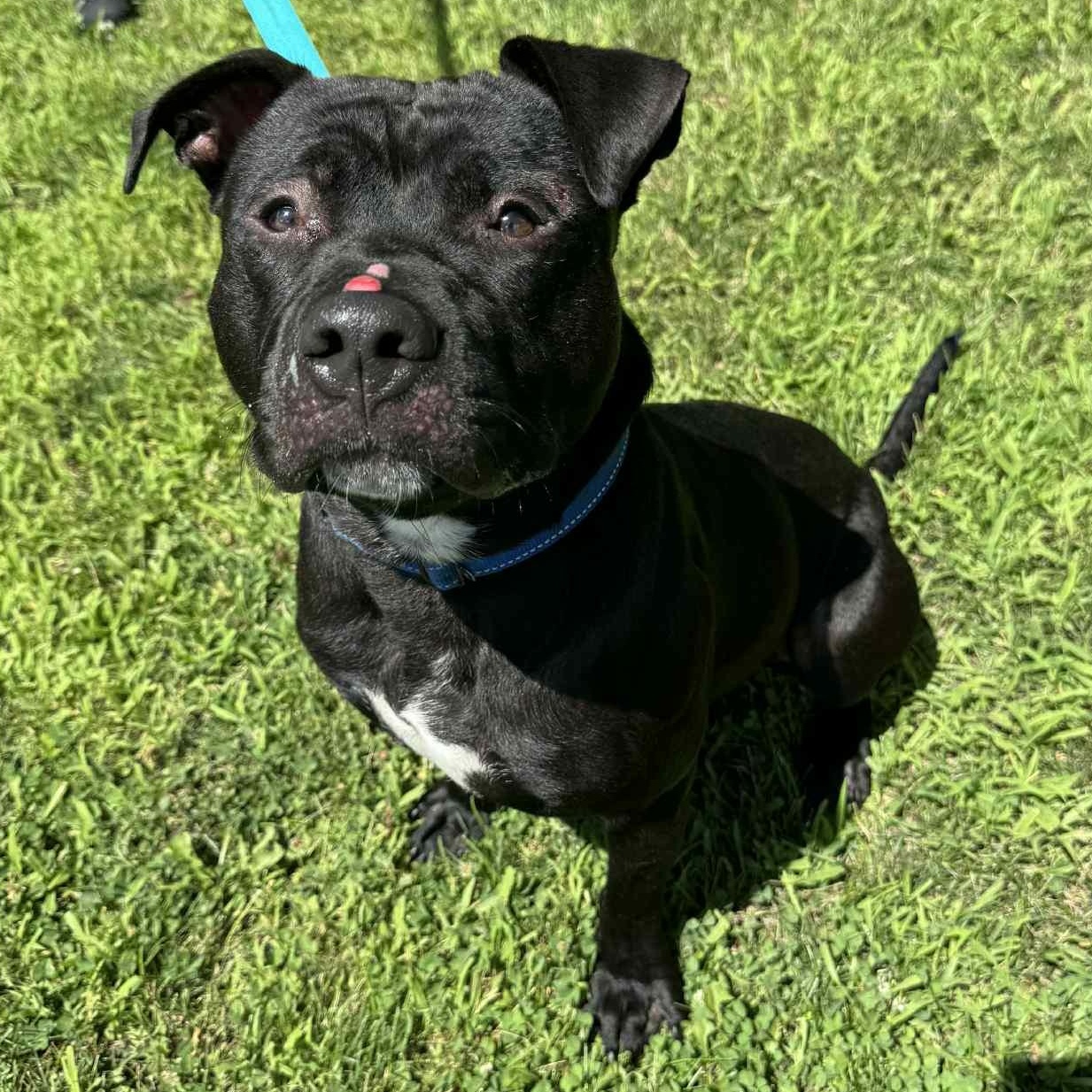 Miller, a Adoptable mixed breed in Waterloo, IA image 1/4