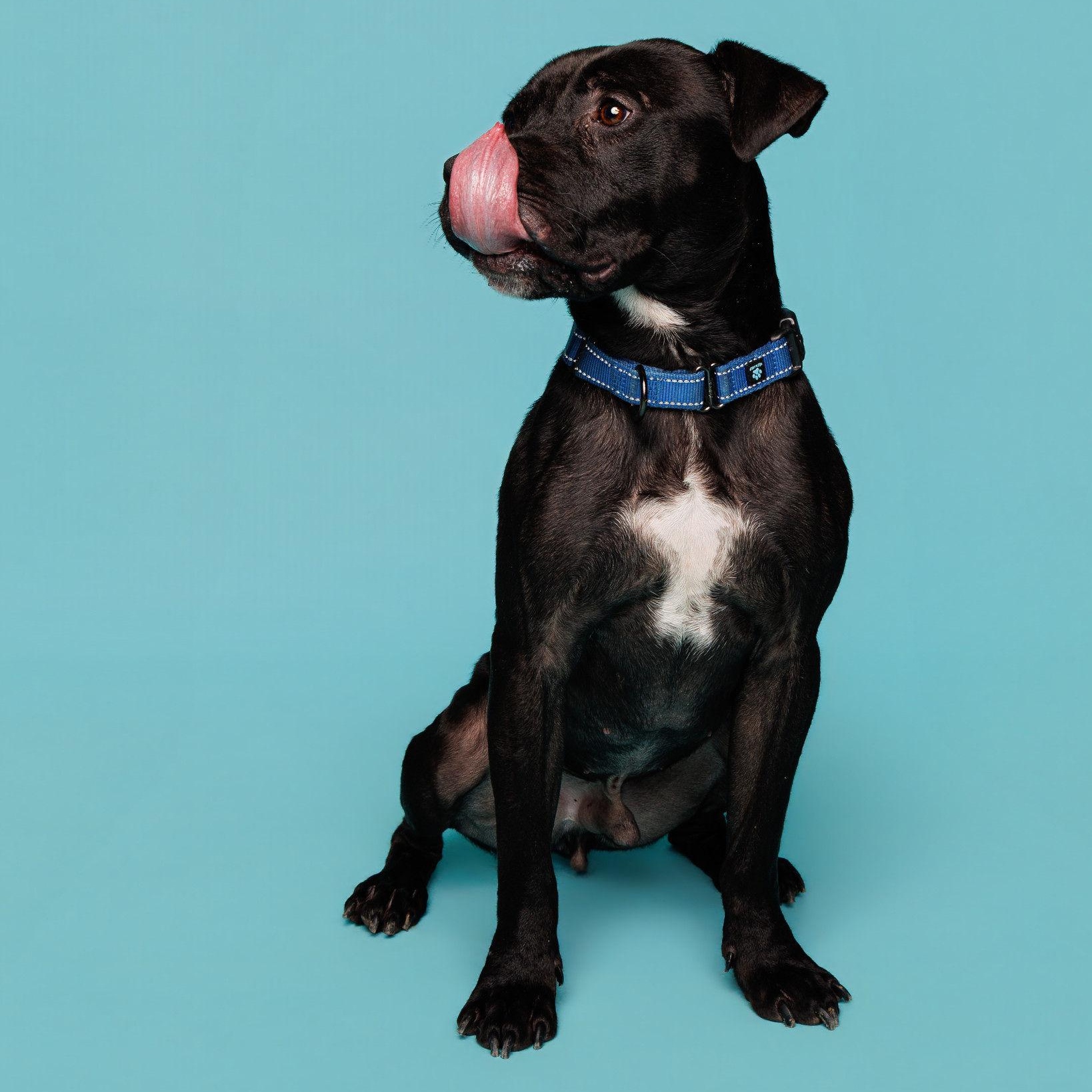 Miller, an adoptable mixed breed in Waterloo, IA image 3/6