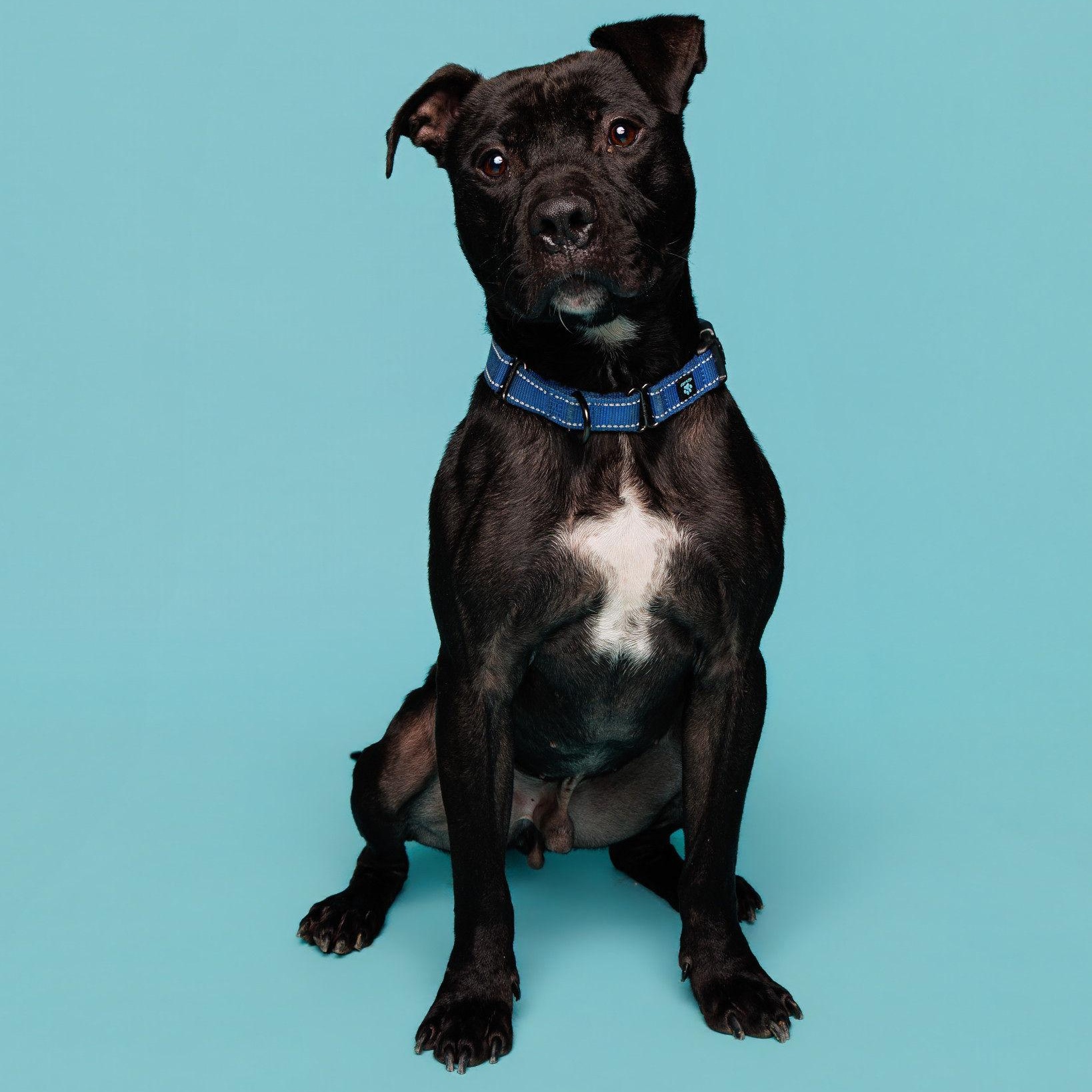 Miller, an adoptable mixed breed in Waterloo, IA image 2/6