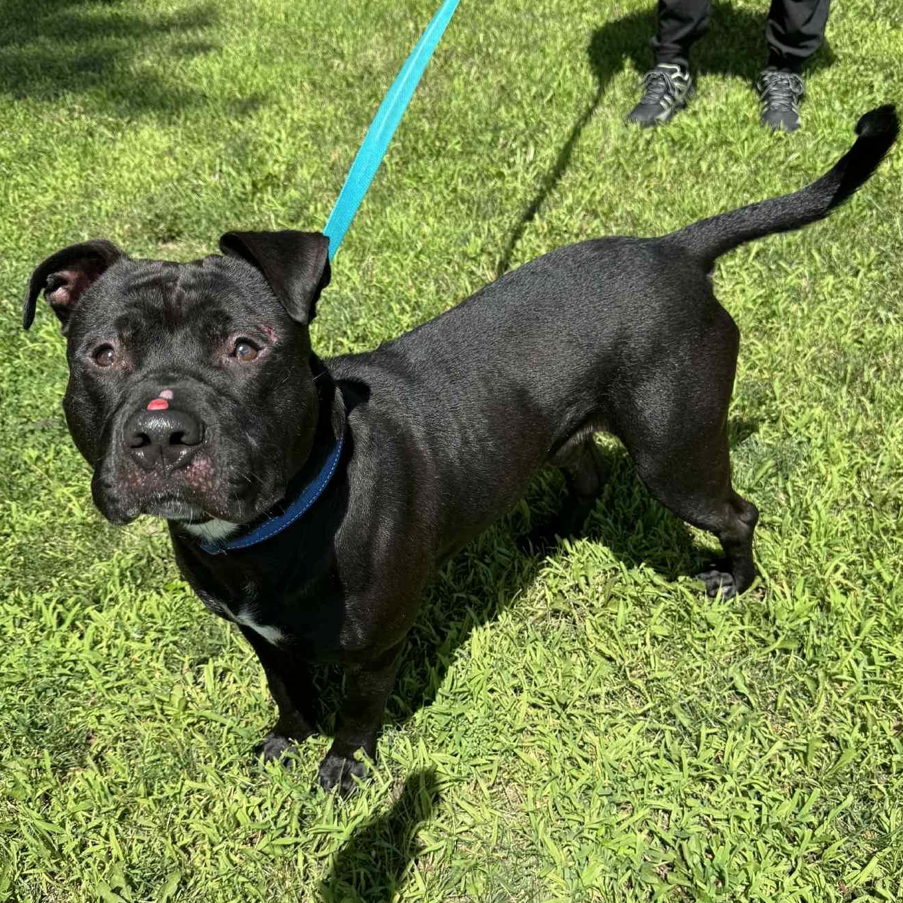 Miller, a Adoptable mixed breed in Waterloo, IA image 3/4