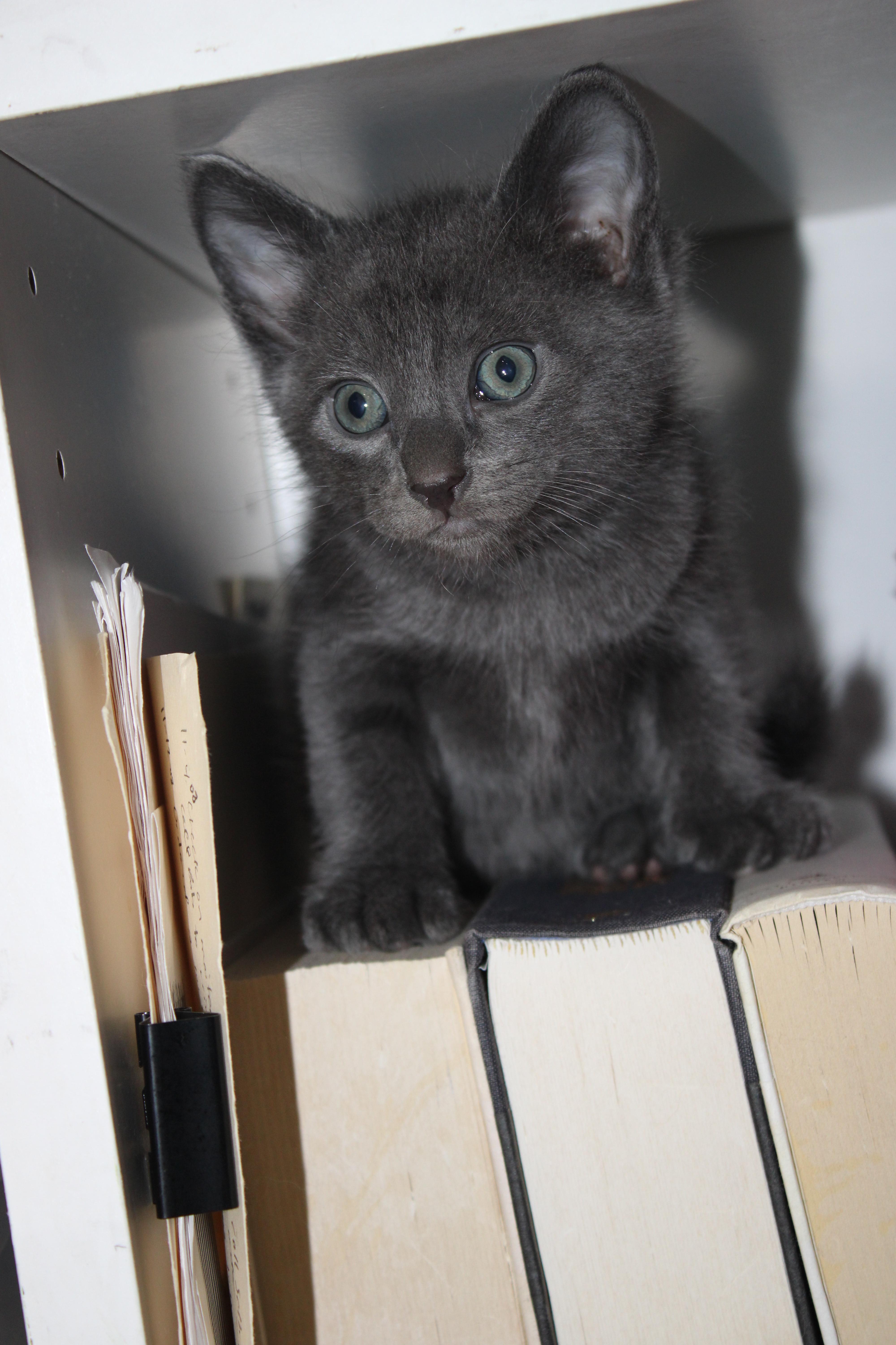 Enlarge Sheldon *has a kink at the end of his tail*, an adopted Domestic Short Hair in Hillsboro, OR image 1/3