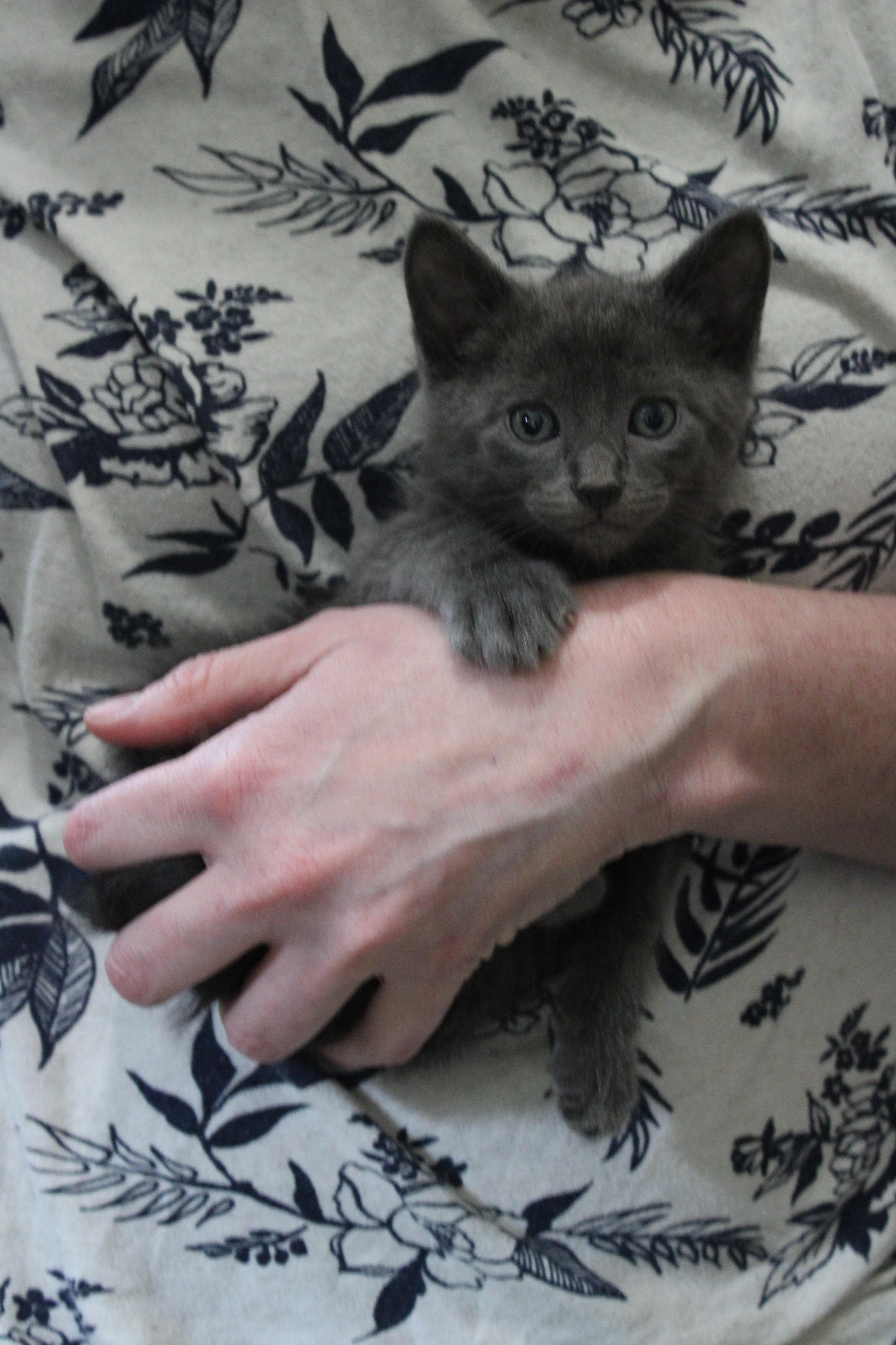 Enlarge Sheldon *has a kink at the end of his tail*, an adopted Domestic Short Hair in Hillsboro, OR image 3/3