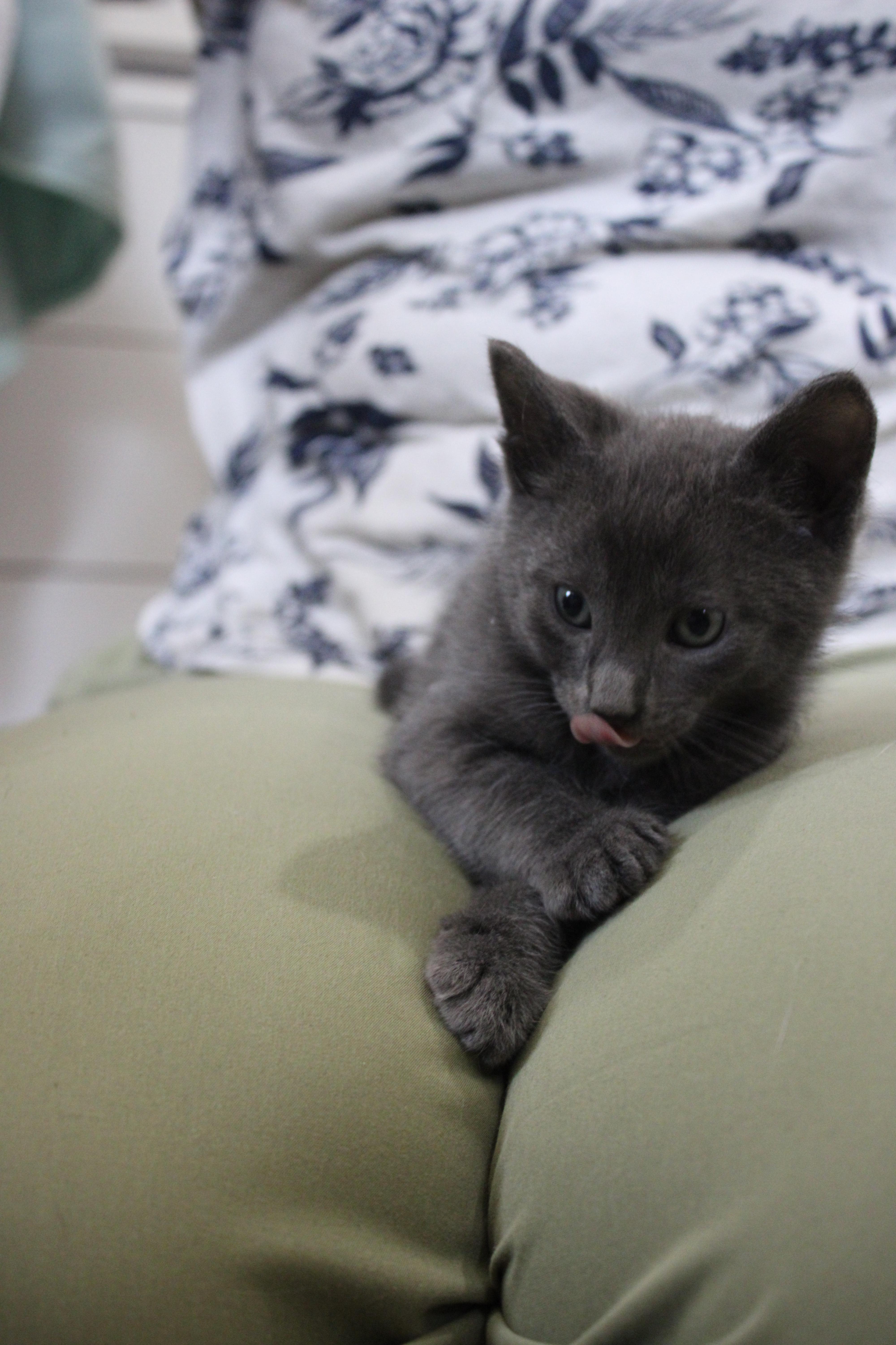 Enlarge Sheldon *has a kink at the end of his tail*, an adopted Domestic Short Hair in Hillsboro, OR image 2/3