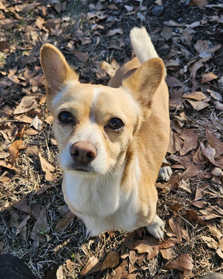 Taco, Adoptable, Adult Male Chihuahua.