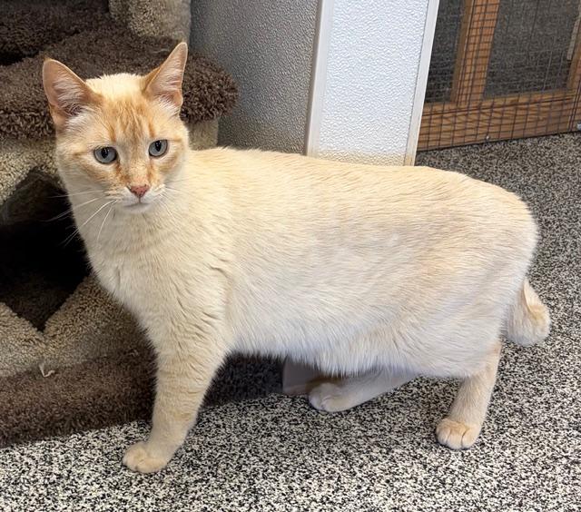 Enlarge Frederick, an adopted Siamese in Jackson, CA image 2/3