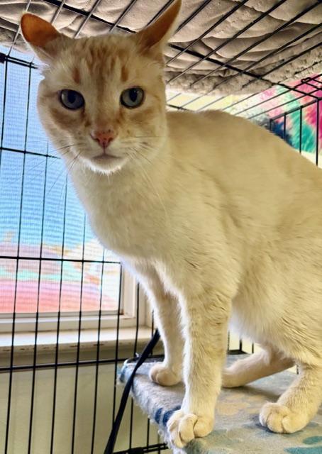 Frederick, adopted, Senior Male Siamese.