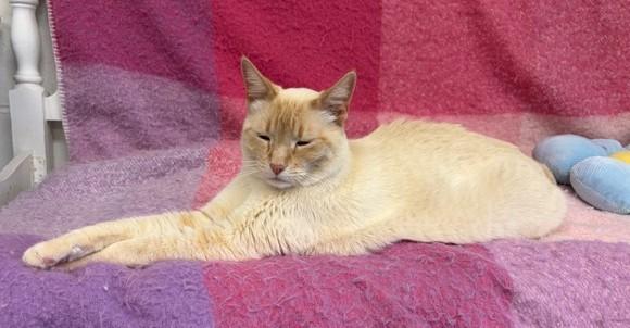 Enlarge Frederick, an adopted Siamese in Jackson, CA image 3/3