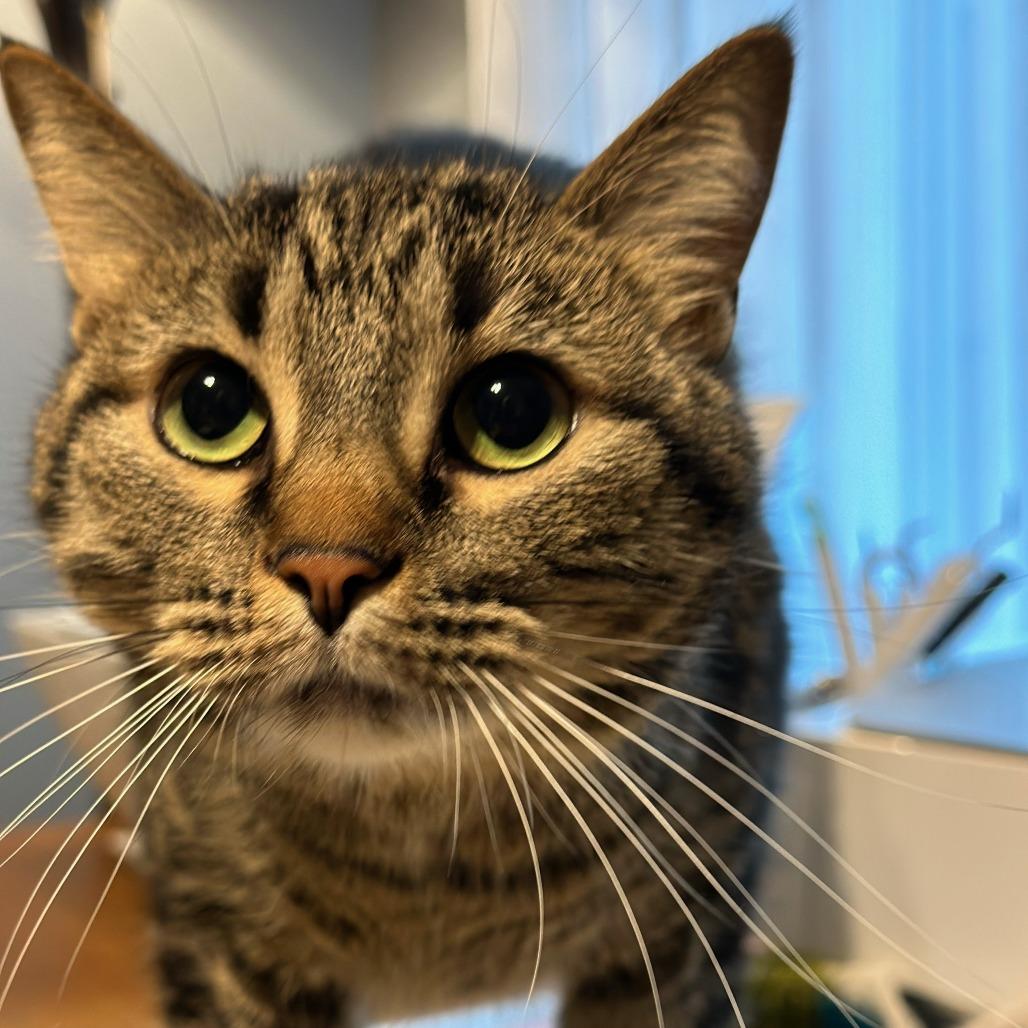 Heidi C007082, a Adoptable Domestic Short Hair in Prosper, TX image 1/6