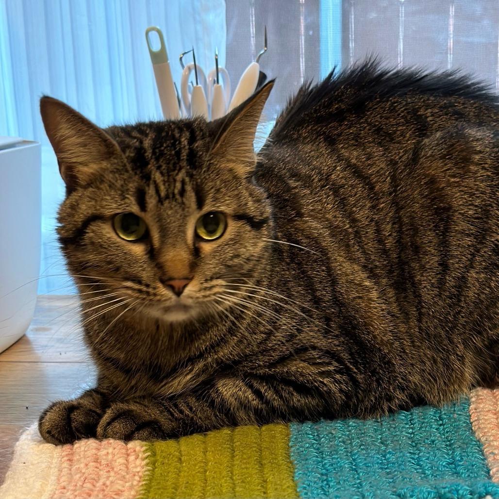 Heidi C007082, a Adoptable Domestic Short Hair in Prosper, TX image 2/6