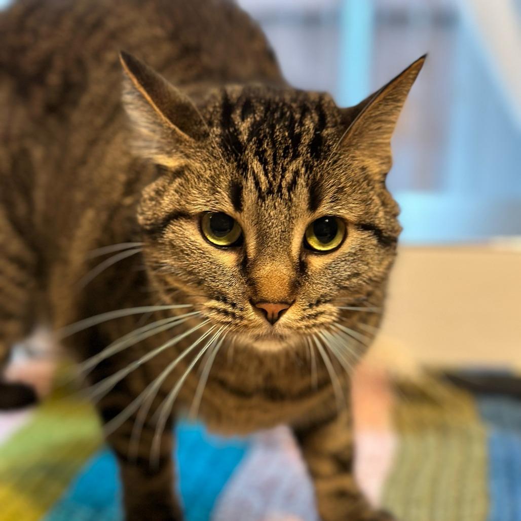 Heidi C007082, a Adoptable Domestic Short Hair in Prosper, TX image 3/6