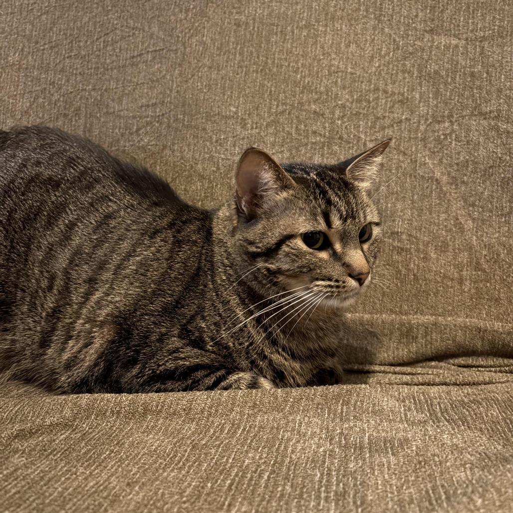 Heidi C007082, a Adoptable Domestic Short Hair in Prosper, TX image 4/6