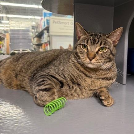 Enlarge Heidi C007082, a Adoptable Domestic Short Hair in Prosper, TX image 4/6