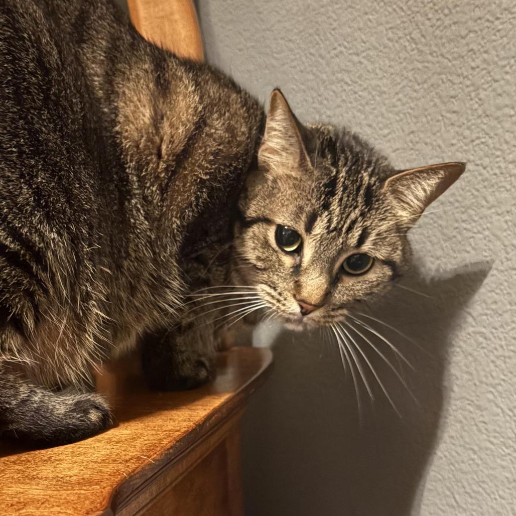 Heidi C007082, a Adoptable Domestic Short Hair in Prosper, TX image 5/6