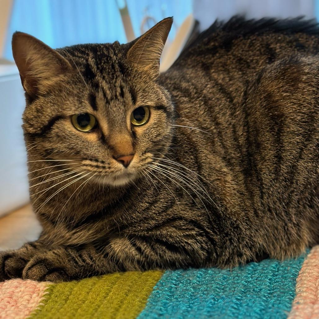 Heidi C007082, a Adoptable Domestic Short Hair in Prosper, TX image 6/6